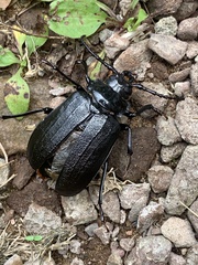 Prionus laticollis