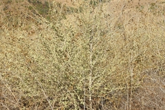 Malacothamnus fasciculatus
