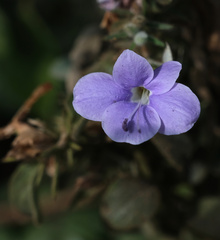 Barleria spinulosa