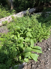 Veratrum viride