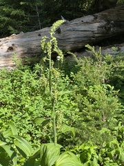 Veratrum viride