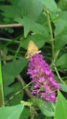 Atalopedes campestris