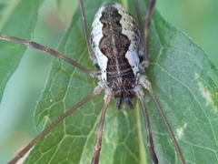 Mitopus