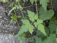 Cardiospermum halicacabum