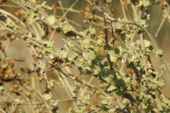 Malacothamnus fasciculatus