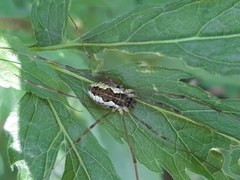 Mitopus