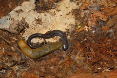 Plethodon cinereus