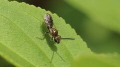 Dialictus