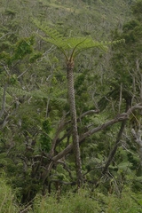 Cyathea lunulata