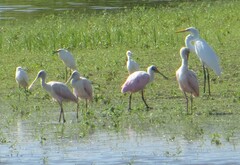 Platalea ajaja