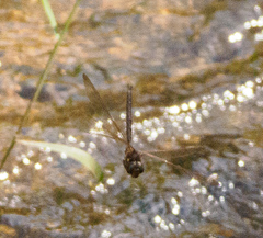 Boyeria vinosa