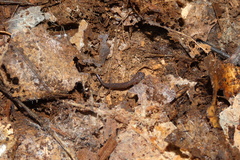 Plethodon cinereus