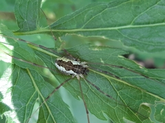 Mitopus