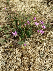 Erodium cicutarium
