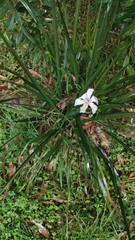 Dietes grandiflora
