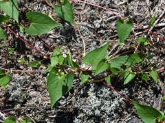 Fallopia