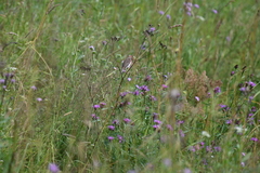Carpodacus erythrinus