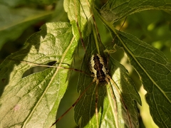 Mitopus