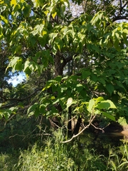 Catalpa speciosa