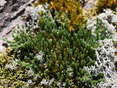 Selaginella rupestris