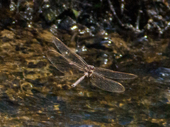 Boyeria vinosa