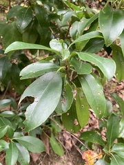 Kalmia latifolia
