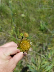 Silphium gracile