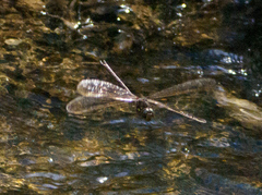 Boyeria vinosa