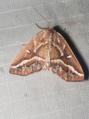 Caripeta angustiorata