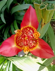 Tigridia pavonia