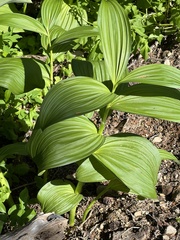Veratrum viride