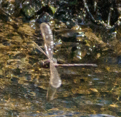 Boyeria vinosa