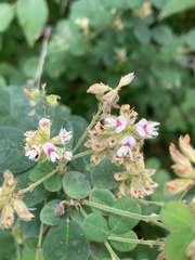 Lespedeza hirta