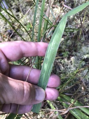 Cerodontha thompsoni