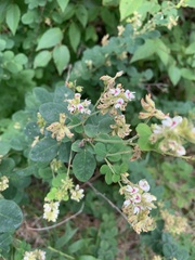 Lespedeza hirta