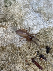 Dysderoidea