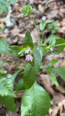 Elephantopus carolinianus