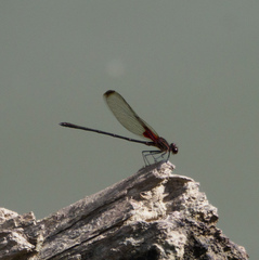 Hetaerina titia