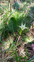 Jaborosa integrifolia