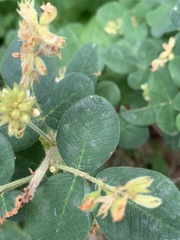 Lespedeza hirta