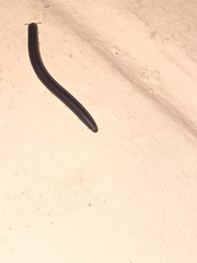 Pachyiulus flavipes