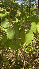 Vitis rotundifolia