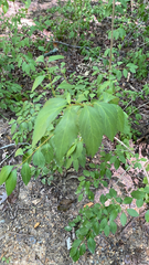 Forsythia × intermedia