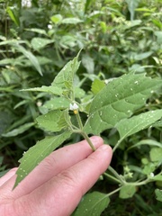 Solanum sarrachoides