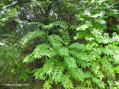 Ailanthus altissima