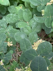 Lespedeza hirta