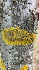 Xanthoria parietina
