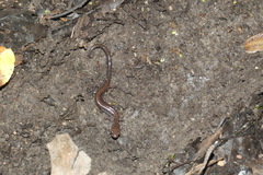 Plethodon cinereus