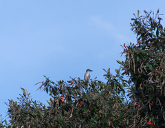 Tyrannus dominicensis