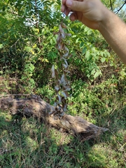 Salix babylonica